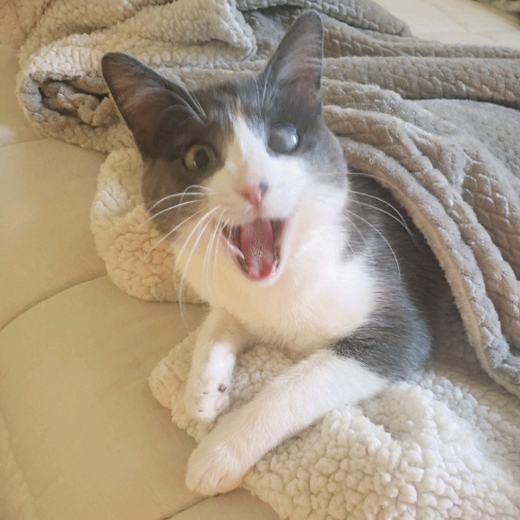 Meet your posher, Raven - Picture 1 of 1